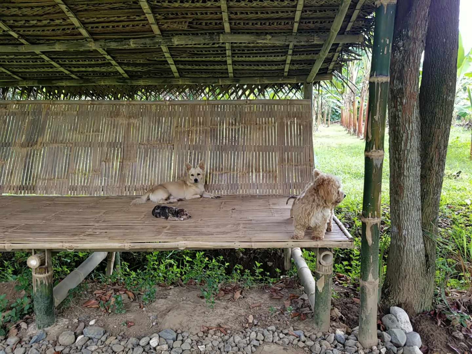 Balamban, Cebu, 0 , 0 ,0,Lot Only,For Sale,0,1019