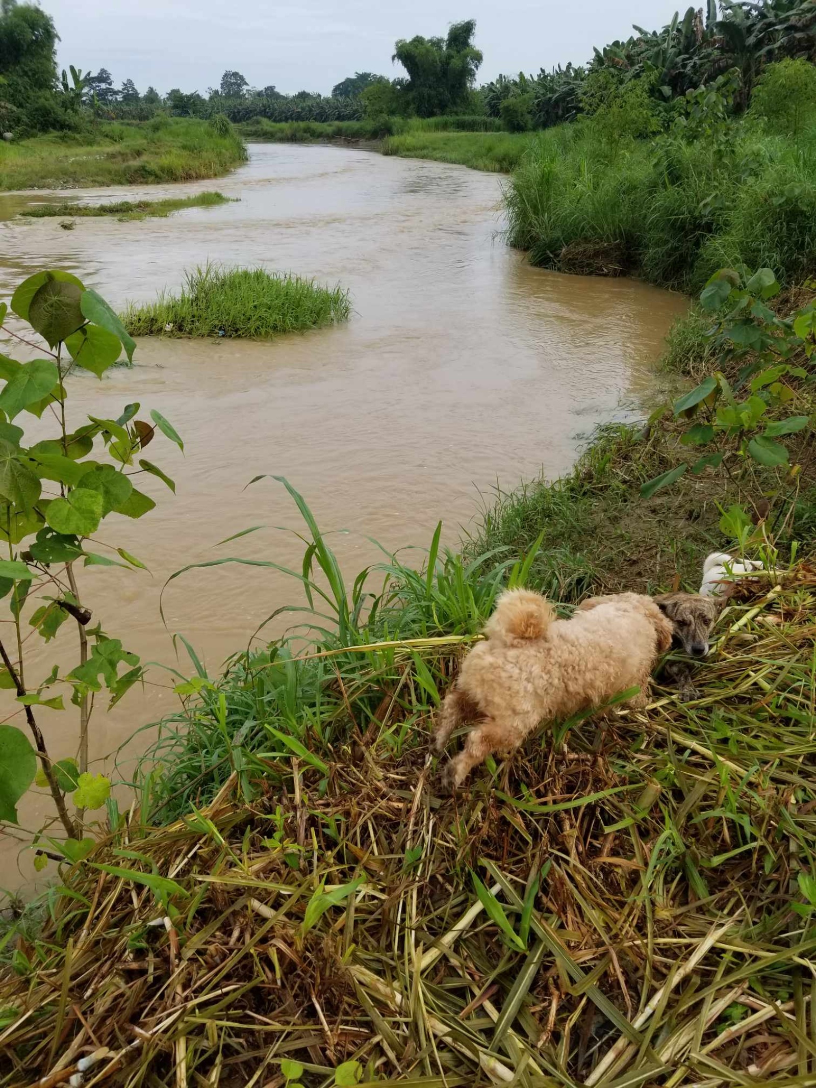 Balamban, Cebu, 0 , 0 ,0,Lot Only,For Sale,0,1019