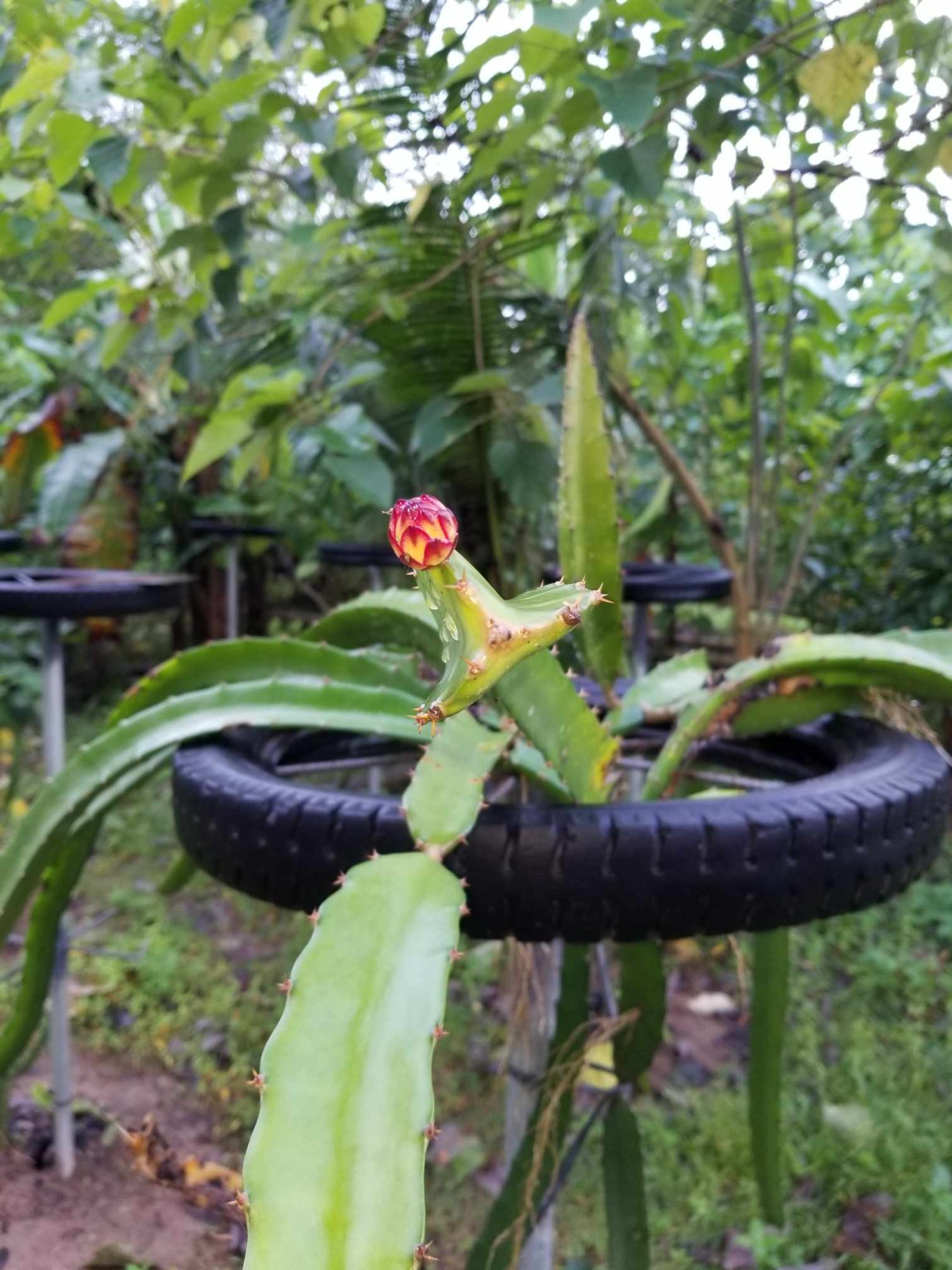 Balamban, Cebu, 0 , 0 ,0,Lot Only,For Sale,0,1019