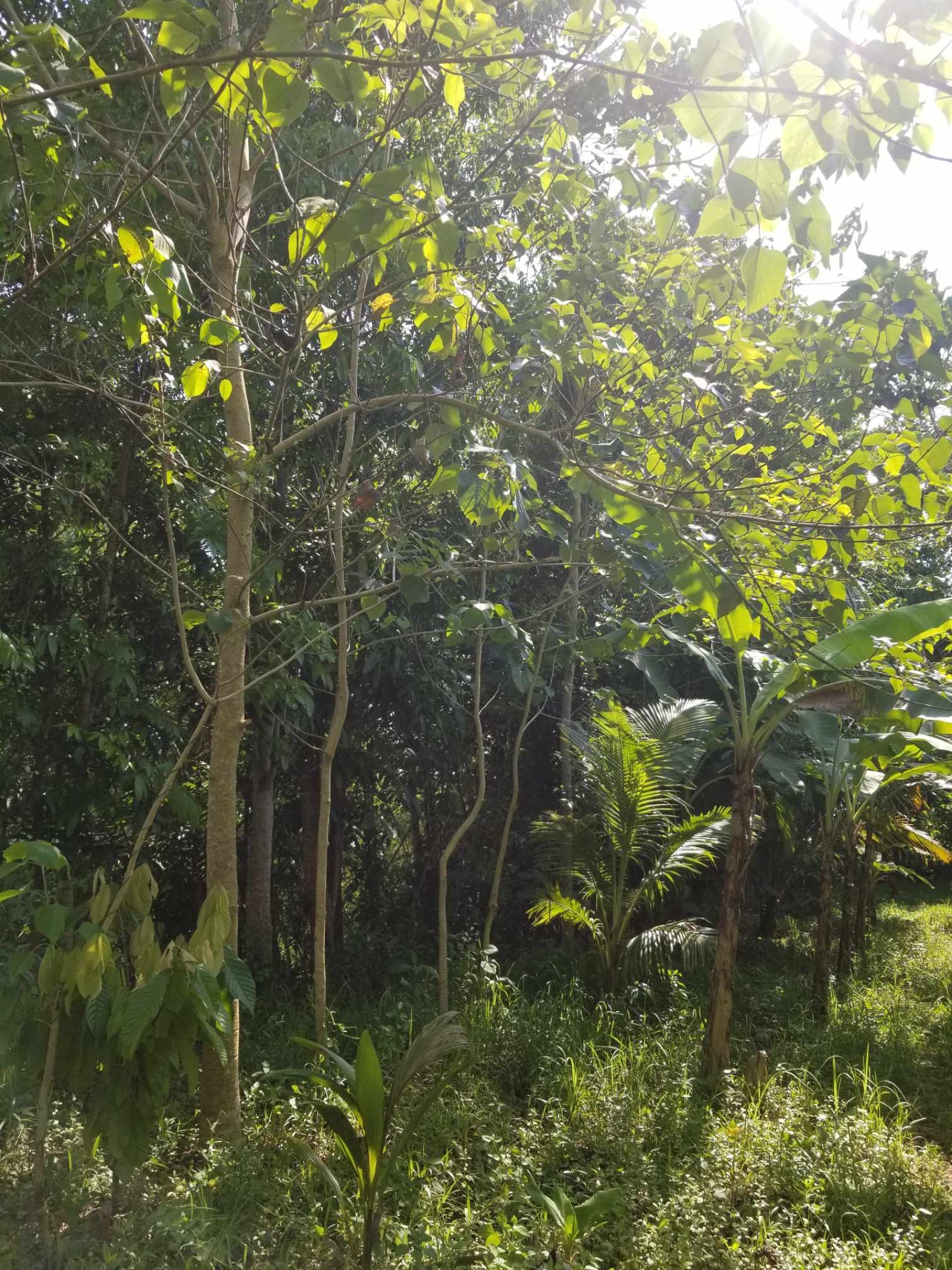 Balamban, Cebu, 0 , 0 ,0,Lot Only,For Sale,0,1019